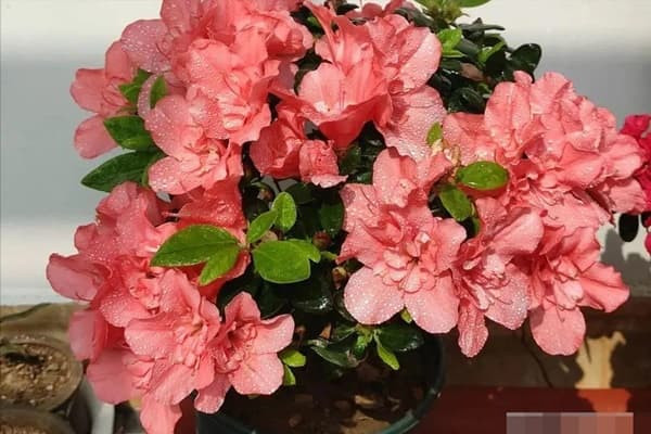 7 loại hoa đẹp đừng phun nước thường xuyên vào mùa đông, càng phun càng xấu, thối lá chết, cong vênh