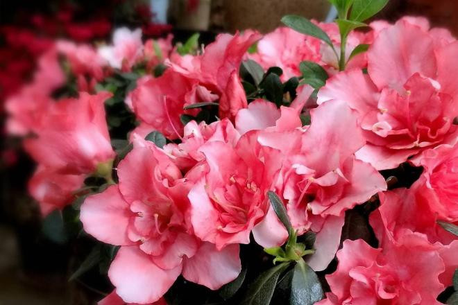 Những loại hoa này rất thích 'ăn chua', hàng tháng hãy đổ một ít nước chua để lá tươi hơn và nở nhiều hơn nhé!