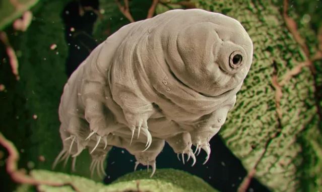 Bí quyết trường sinh của 'quái vật bất tử' có thể đang sống trên mặt trăng