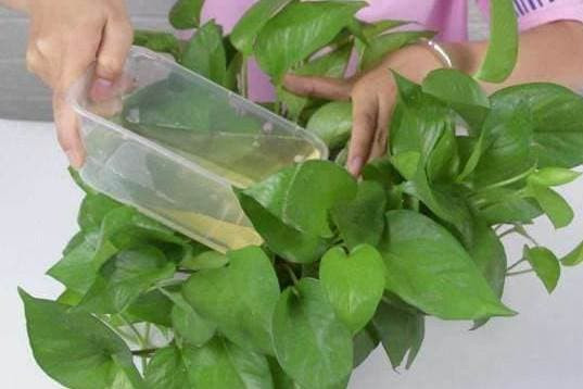 Bất kể bạn trồng loại hoa gì, hãy đổ một bát này vào chậu hoa mà không cần thay đất trong chậu, đất cứng cũng sẽ ngay lập tức mềm và thoáng khí