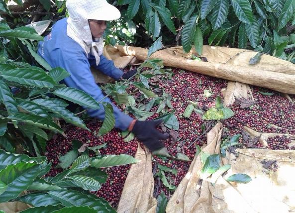 Giá nông sản ngày 2/2/2024: Cà phê tiếp tục giảm, hồ tiêu trụ vững ở mức cao