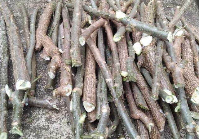 Loại rau có tên lạ bỗng lên cơn sốt, dân buôn ngày bán cả trăm cành giống