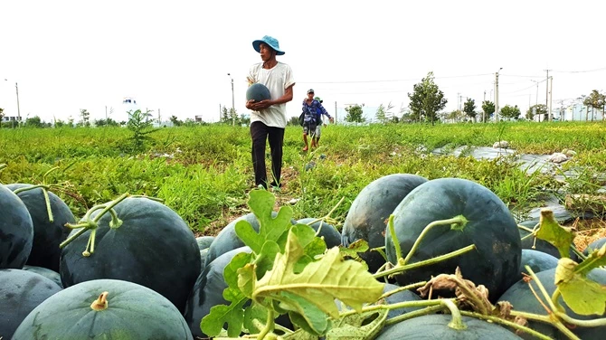 Nông dân thủ phủ dưa Tết ở Cà Mau thu hoạch dưa bán Tết