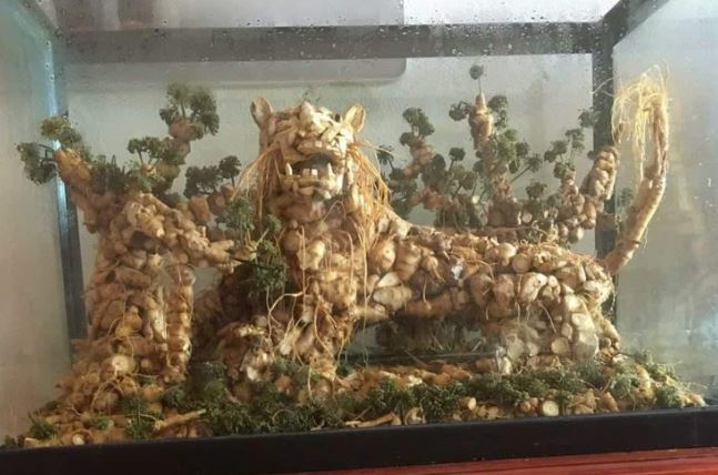 Đại gia TP Hồ Chí Minh chi hơn trăm triệu đồng mua bình sâm 'hình hổ'