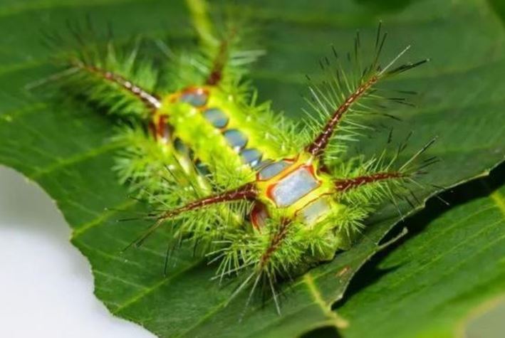 Những loài động vật ở Việt Nam có độc tố cực mạnh gây tử vong