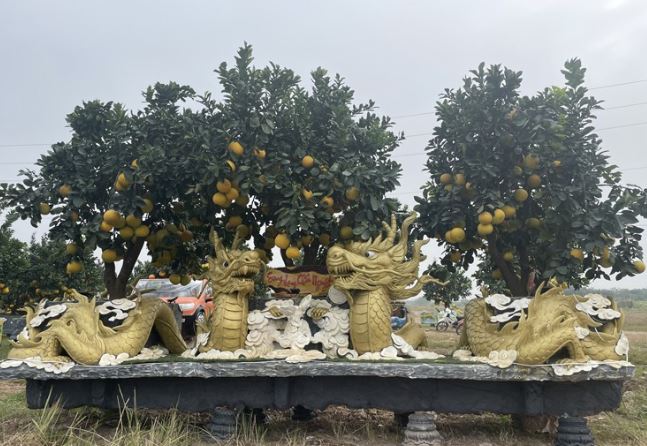 Chậu bưởi có hình rồng vừa trưng bày, đại gia xuống tiền mua luôn giá 250 triệu