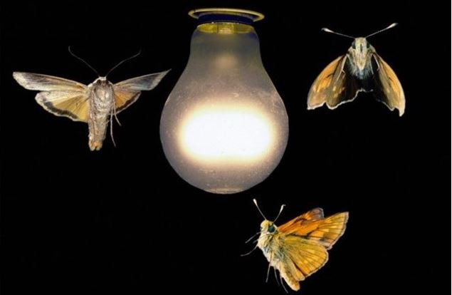 Tại sao bướm đêm và côn trùng bị thu hút bởi ánh sáng?