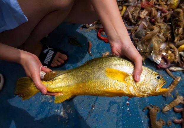 9 loài cá đắt nhất thế giới, nhiều người chỉ dám nhìn mà ước