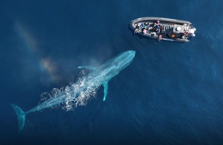 Những loài động vật nặng nhất thế giới, vị trí đầu tiên khiến bạn ngỡ ngàng, ngã ngửa