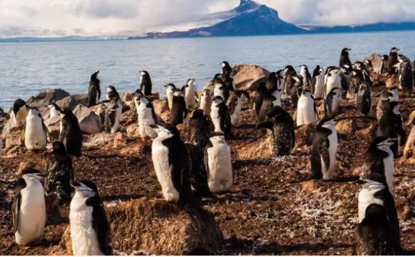 Kỳ lạ loài chim cánh cụt Chinstrap ngủ hơn 10.000 lần mỗi ngày