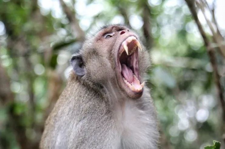 Đừng bao giờ cười hở răng trước 1 con khỉ vì rất dễ bị tấn công, lý do gây bất ngờ