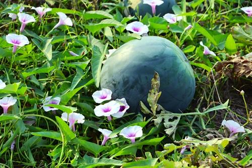 Nông dân thủ phủ dưa hấu Cà Mau thu hoạch bán Tết 