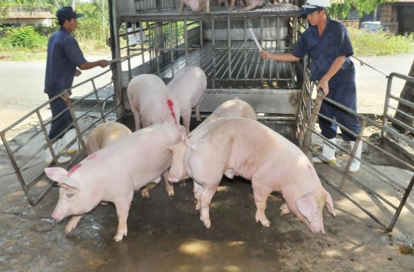 Giá heo hơi hôm nay 3/2/2024: Miền Bắc có giá cao nhất cả nước