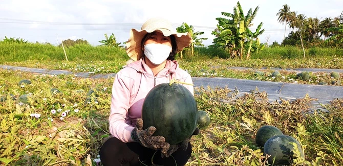 Theo bà con nông dân, hiện nay giá dưa lớn dao động từ 3 đến 4 trăm ngàn đồng một cặp 