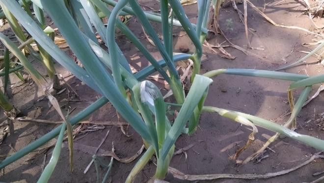 'Ba kho báu' ẩn trong nhà bếp, bác sĩ: Ăn thường xuyên hơn giúp giảm đau, xua tan cảm lạnh, ấm bụng và giúp tiêu hóa