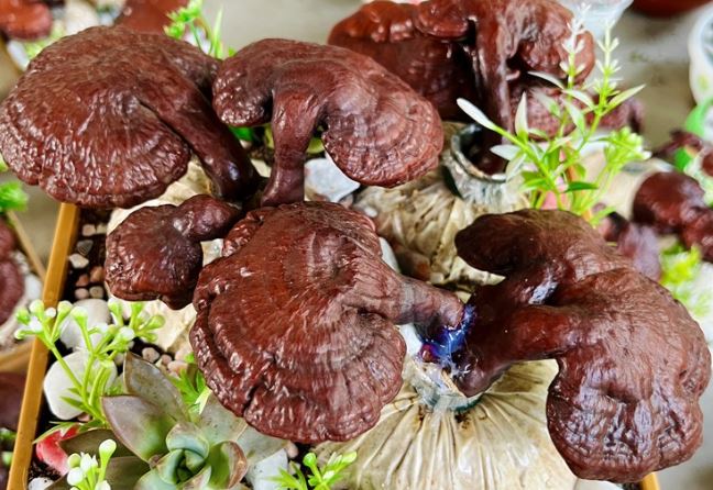 Lấy nấm làm bonsai, bán giá hàng trăm nghìn đồng/chậu, trưng Tết xong vẫn có thể ăn