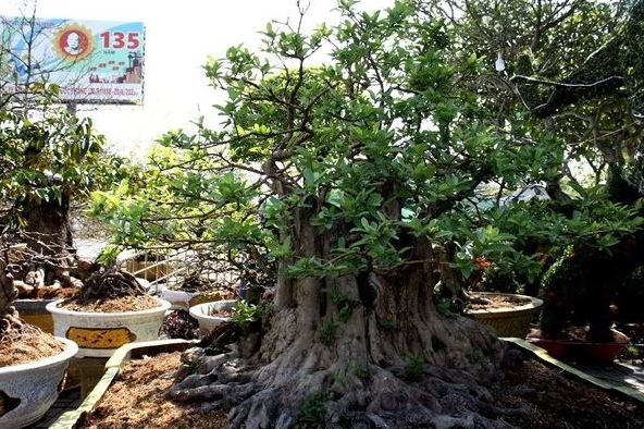 Cây ổi cổ thụ 200 năm tuổi nổi vân gỗ đỏ thẫm khi tưới nước có giá hơn nửa tỷ