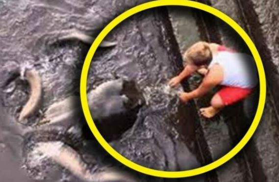 Phát hiện sinh vật khổng lồ kỳ lạ dưới nước, cậu bé 8 tuổi không run sợ mà còn thoải mái chơi đùa