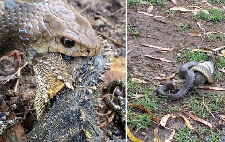 Cận cảnh rắn độc say mồi, bị 'tác động vật lý' vẫn khư khư ngậm đồ ăn trong miệng