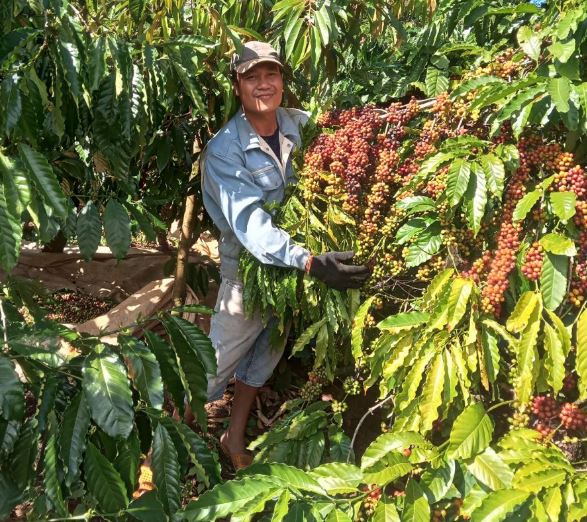 Giá nông sản ngày 4/2/2024: Cà phê và hồ tiêu đồng loạt tăng mạnh