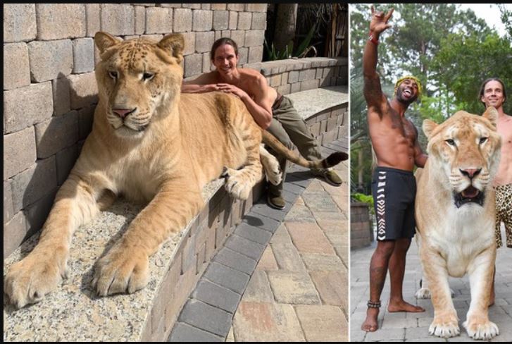 Loài “mèo” lớn nhất thế giới, có kích thước tương đương với một con hổ răng kiếm