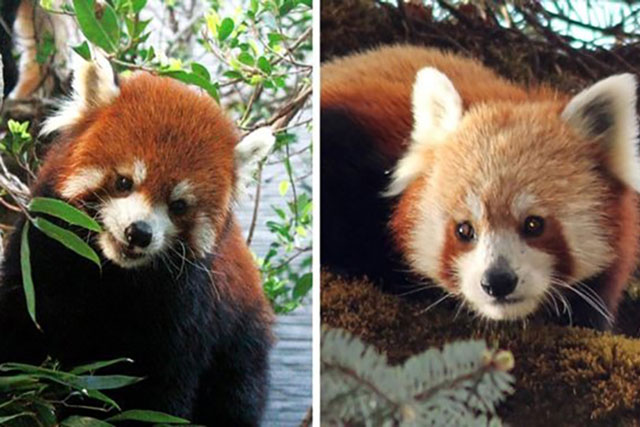 Chiêm ngưỡng loài động vật có nguy cơ tuyệt chủng: Chỉ còn 10.000 con trong tự nhiên, siêu khó sinh đẻ