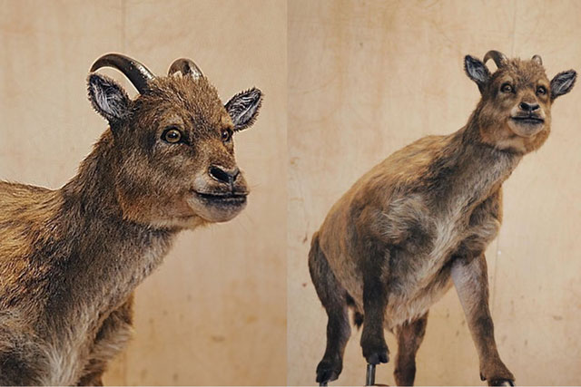 Loài động vật có vú máu lạnh duy nhất trên thế giới: Cao chỉ 45cm, tuổi thọ ngang cá sấu