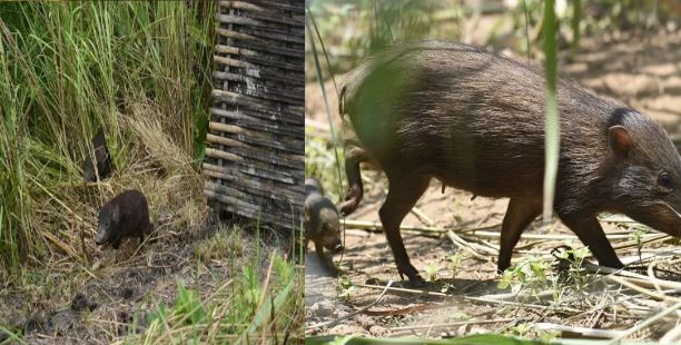 Loài lợn nhỏ nhất hành tinh, chỉ còn 150 con nằm trong ‘Danh sách đỏ các loài bị đe dọa'