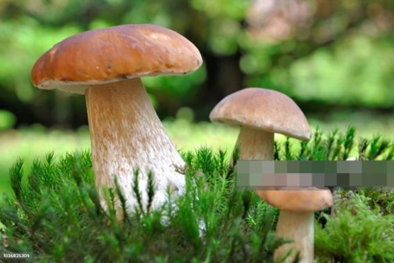 3 loài thực vật cực độc có thể tấn công chức năng sống của con người thông qua chất độc