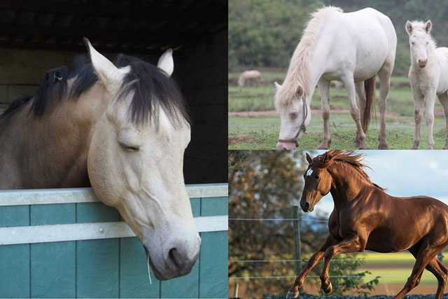 Lý do sâu xa khiến ngựa luôn đứng, ngủ cũng không dám nằm xuống đất nhưng không bao giờ ngã