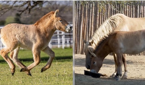 Cận cảnh 2 con ngựa nhân bản từ loài ngựa đã chết cách đây hơn 20 năm