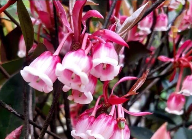 Loại cây tạo nên cơn sốt mỗi khi Tết đến, có giá tiền triệu mỗi cành nhưng vẫn cháy hàng?