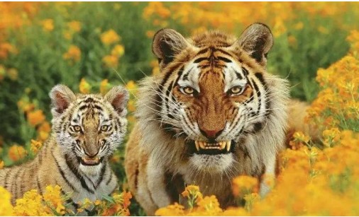 Quốc gia nào có nhiều hổ nhất trên thế giới? Số lượng bằng một nửa toàn cầu