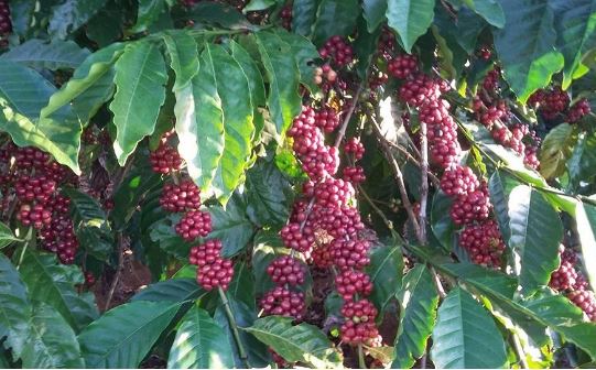 Giá nông sản ngày 5/2/2024: Cà phê và hồ tiêu trụ vững ở mức cao