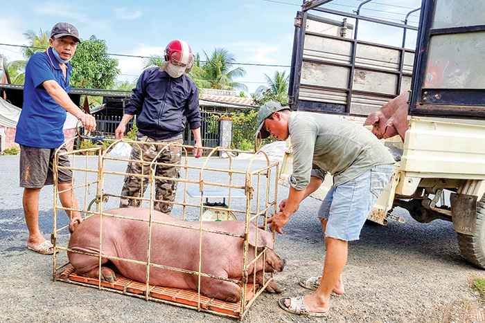 Giá heo hơi hôm nay 5/2/2024: Cao nhất đạt 59.000 đồng/kg