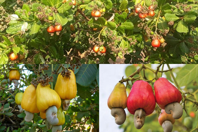 1 loại hạt ăn vặt tốt ngang insulin tự nhiên giúp hạ đường huyết, phòng chống ung thư hiệu quả: Rất sẵn ở chợ Việt