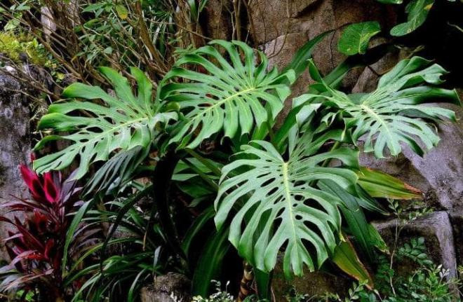 Để trồng cây trong phòng tắm, hãy chọn 4 loại cây này, không chỉ đẹp mà còn giúp không khí trong lành hơn