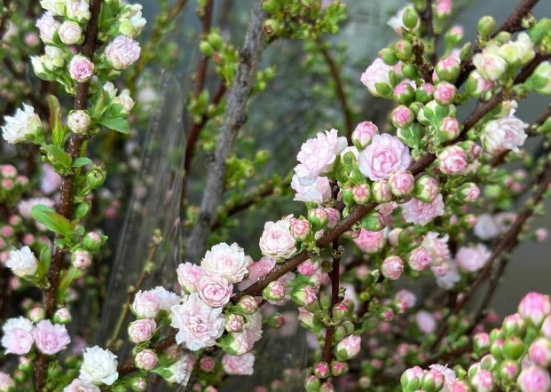 Bắt 'trend thú chơi' hoa đào sakura' người buôn hoa 'bỏ túi' tiền triệu