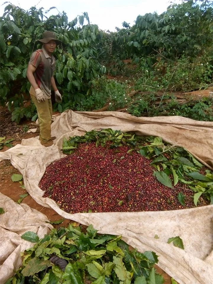 Giá nông sản ngày 6/2/2024: Cà phê quay đầu giảm, hồ tiêu tăng 500 đồng/kg