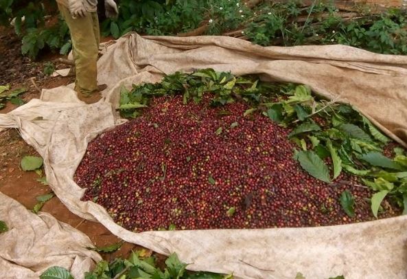 Giá nông sản ngày 6/2/2024: Cà phê quay đầu giảm, hồ tiêu tăng 500 đồng/kg