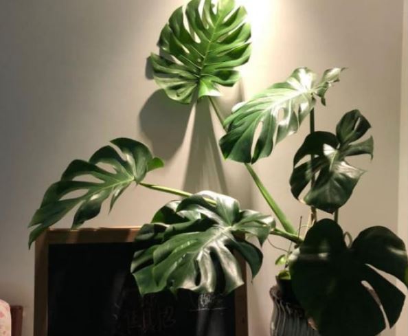 5 loại cây cảnh siêu dễ trồng: Trồng một chậu ở nhà, nhân khí sẽ được cải thiện nhiều lần ngay lập tức