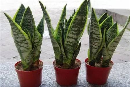 5 loại cây này càng tưới nhiều lá sẽ càng vàng