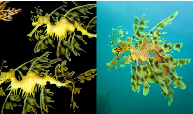 Loài 'rồng biển' đẹp như truyền thuyết: Sinh ra đã sống đơn độc, biết bơi ảo giác suốt 68 tiếng