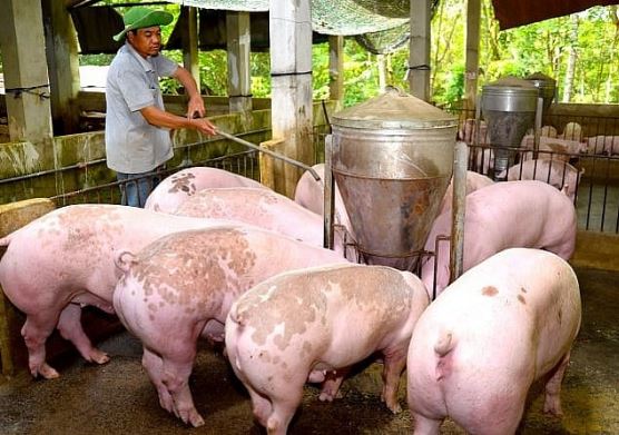 Giá heo hơi hôm nay 6/2/2024: Cả 3 miền đồng loạt giảm dù cận Tết