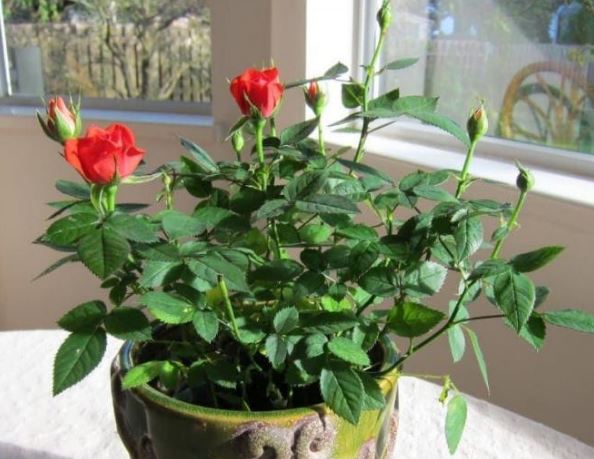 4 loại cây phú quý giúp thư giãn tinh thần, đẩy lùi xui xẻo