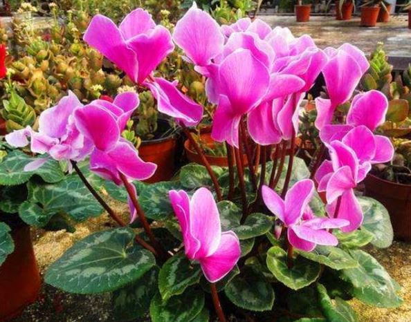 4 loại hoa không phun nước vào lá, nếu có nước đọng trên lá sẽ dễ bị vàng lá và thối lá