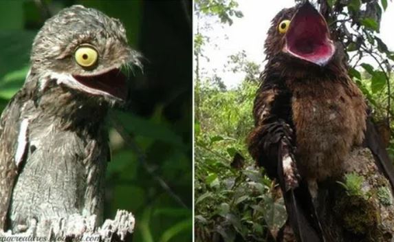 Loài chim có ngoại hình xấu xí được mệnh danh ‘xứ giả địa ngục’, nỗi ám ảnh của người dân địa phương