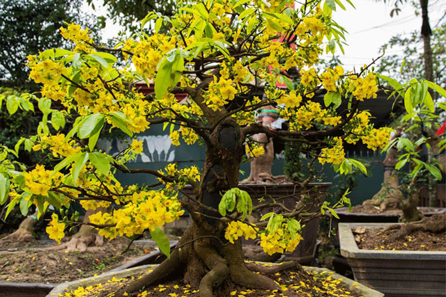 5 loại cây giúp không khí trong lành, hấp thu độc tố, mang lại sức khỏe tốt mà ít ai nghĩ đến