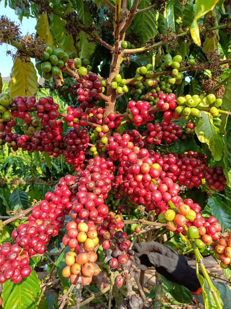 Giá nông sản ngày 7/2/2024: Cà phê tăng trở lại, hồ tiêu đạt 84.000 đồng/kg