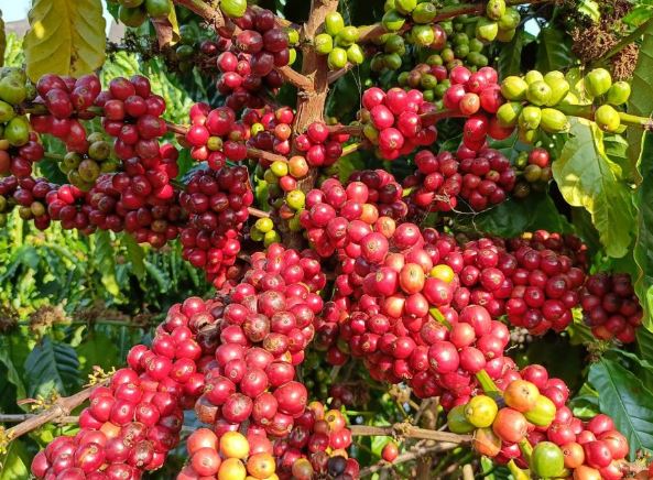 Giá nông sản ngày 7/2/2024: Cà phê tăng trở lại, hồ tiêu đạt 84.000 đồng/kg